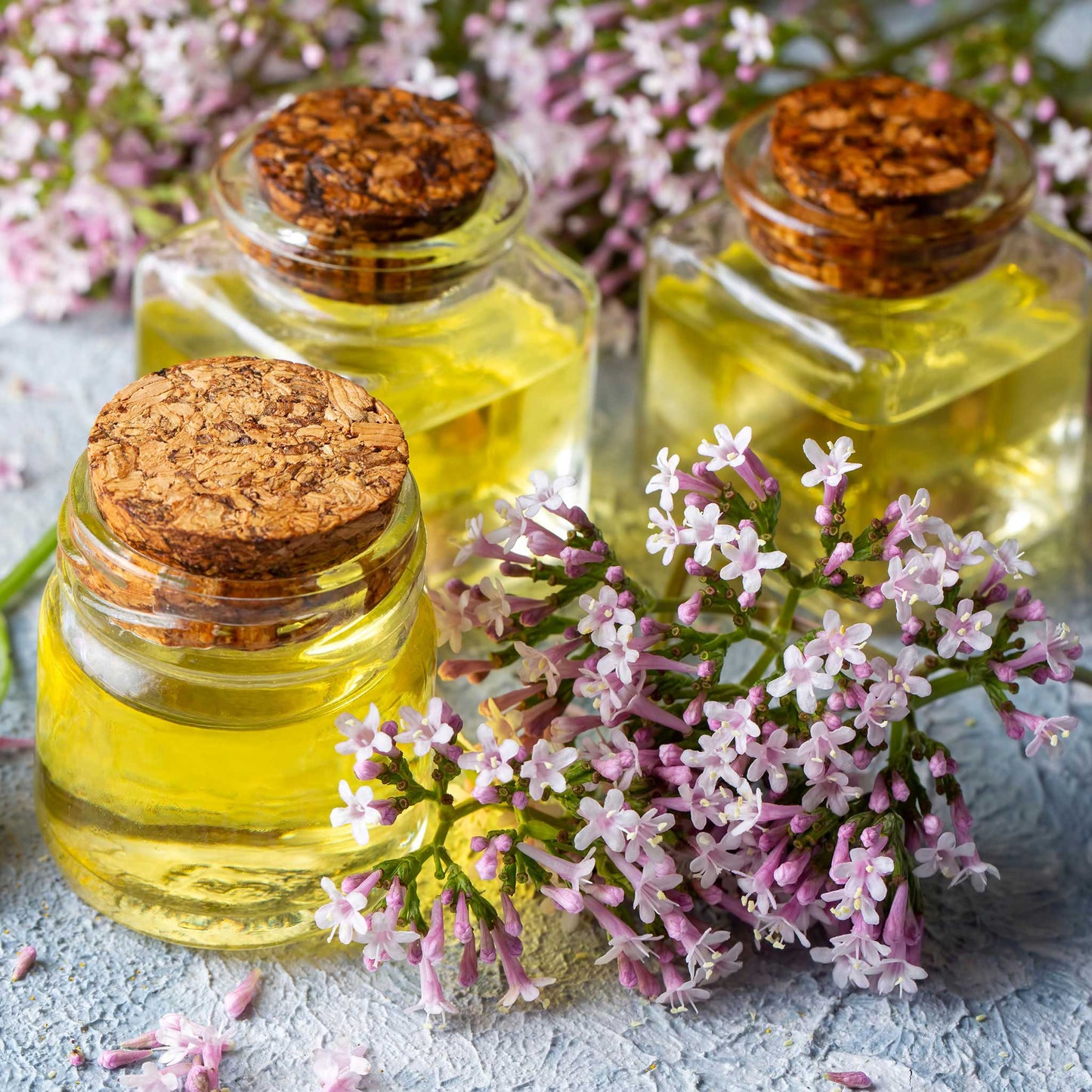 Valerian herb blooms and oil in small glass jars on a neutral background.