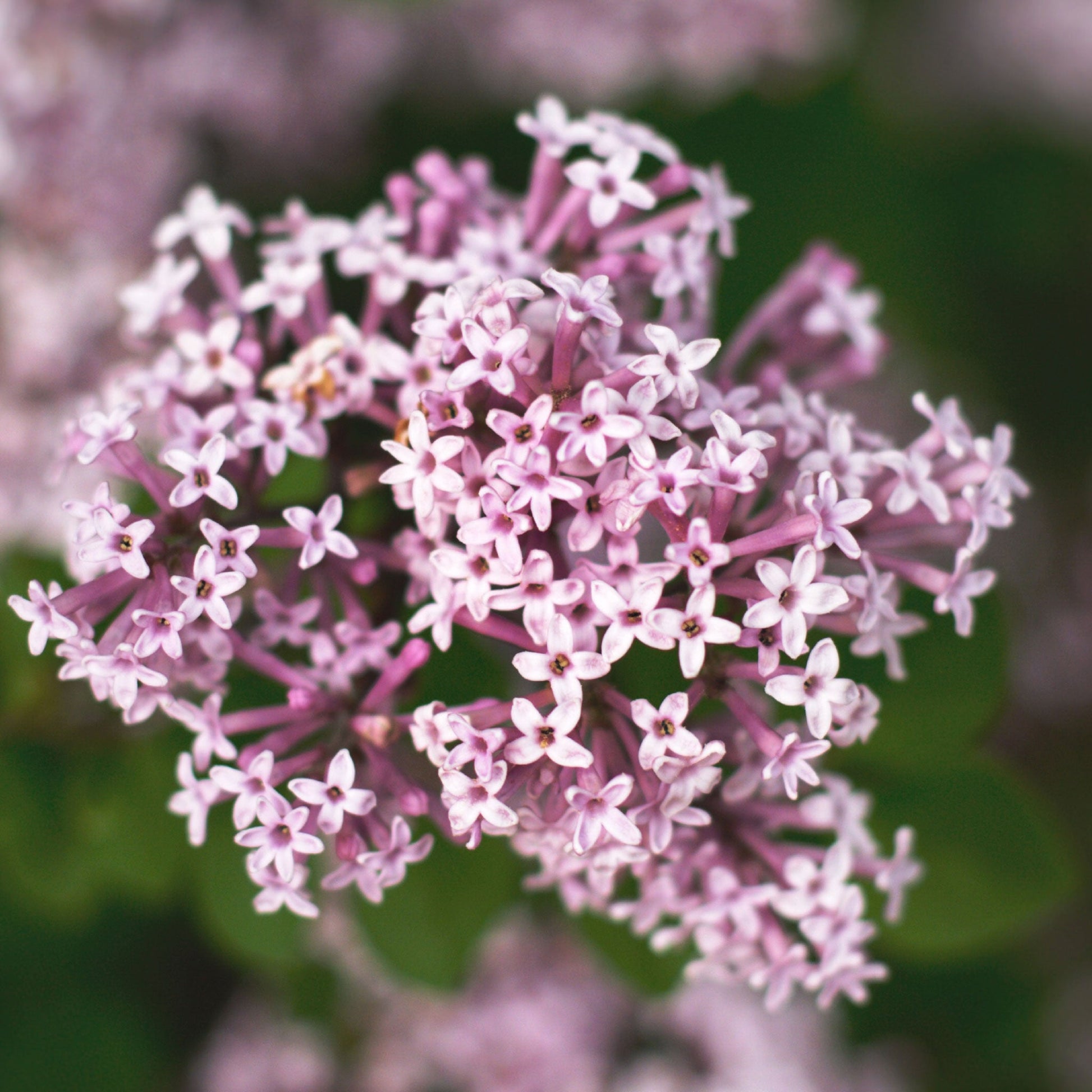 Valerian herb blooms close up with a blurred background.
