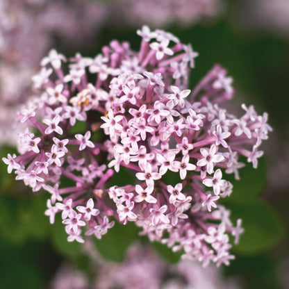 Valerian herb blooms close up with a blurred background.