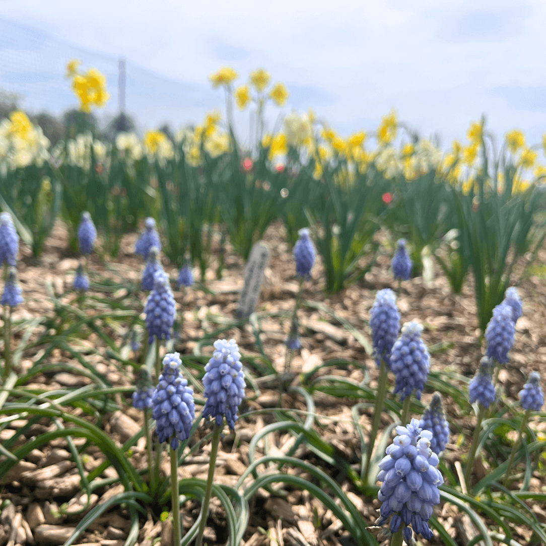 Muscari neglectum 'Valerie Finnis'