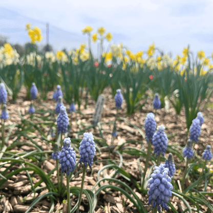 Muscari neglectum 'Valerie Finnis'