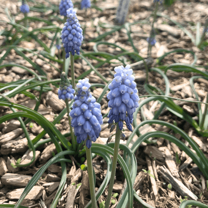 Muscari neglectum 'Valerie Finnis'