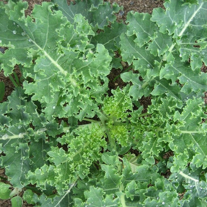 Vates Blue Curled Kale Seedlings