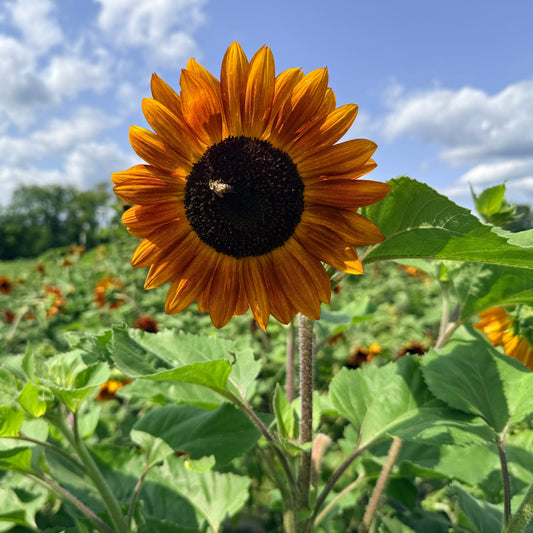 Velvet Queen Sunflower – flower seed variety
