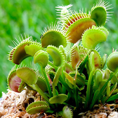 Venus flytrap green and red open traps with trigger hairs on a sandy rocky background