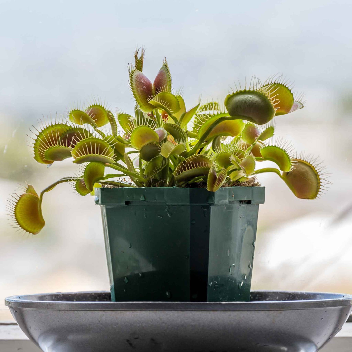 Venus flytrap green plant with open red-lined traps in a black pot on a gray background