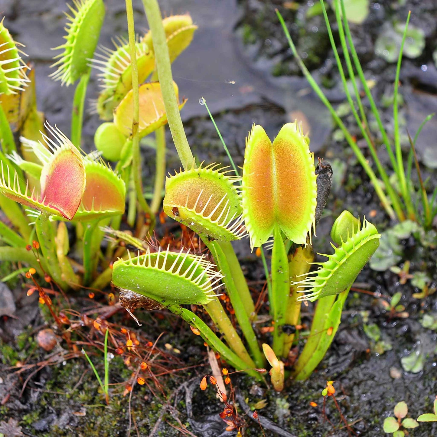 Venus flytrap green and red open traps with an insect caught on a rocky ground background