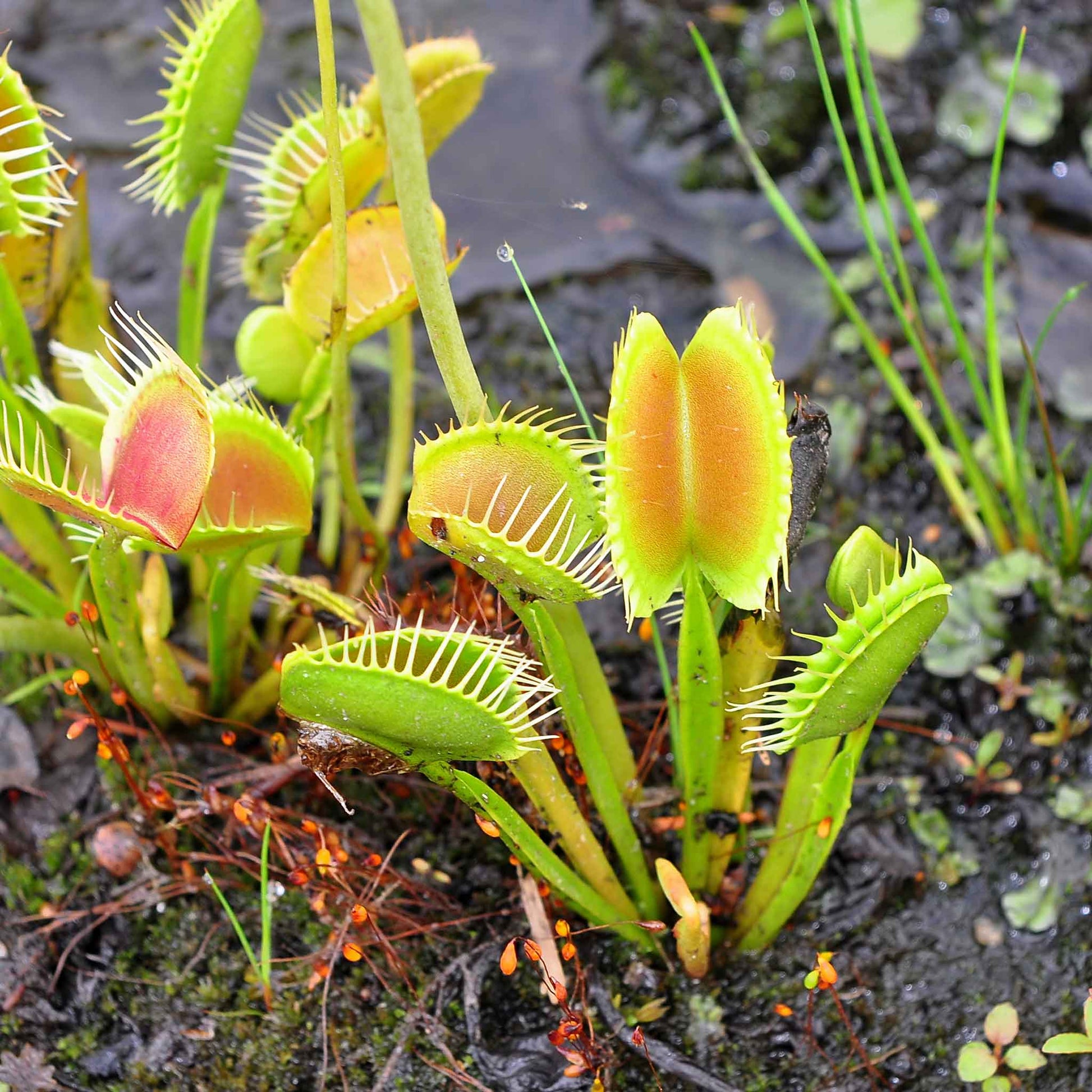 Venus flytrap green and red open traps with an insect caught on a rocky ground background