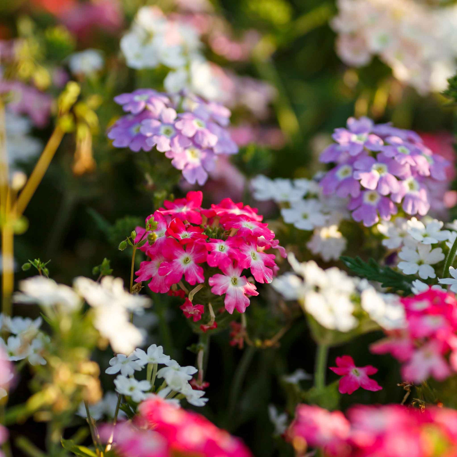 Verbena compacta mix purple, pink and white flowers blooming in a garden background