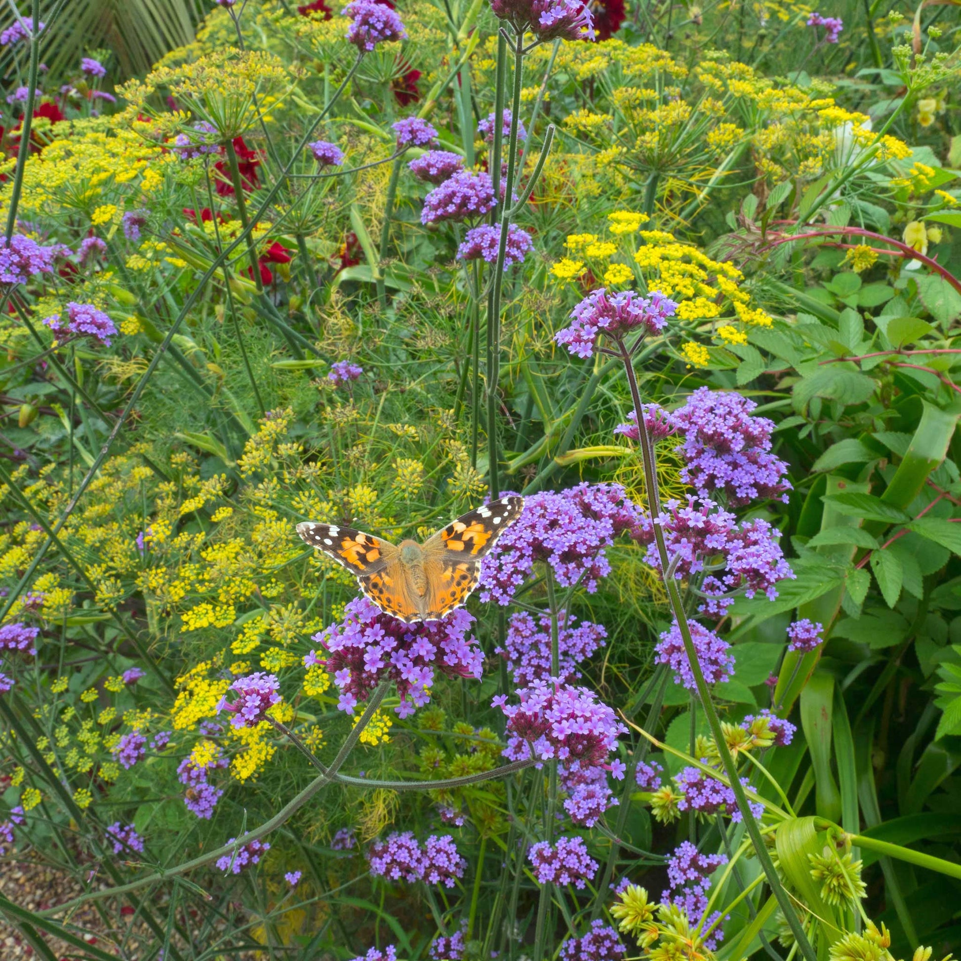 Verbena purpletop purple flower clusters with a blurred green and yellow background