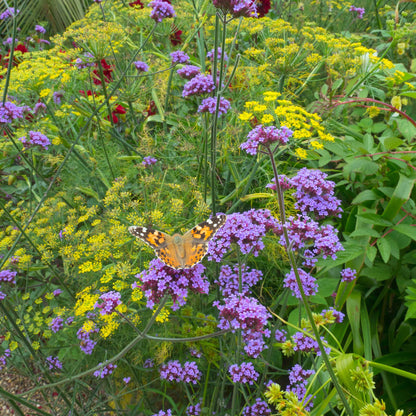 Verbena purpletop purple flower clusters with a blurred green and yellow background