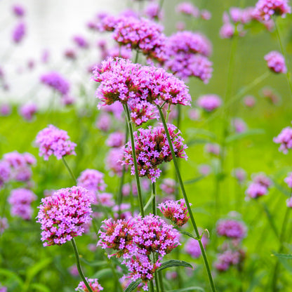 Verbena purpletop purple flowers on tall stems with a blurred green garden background