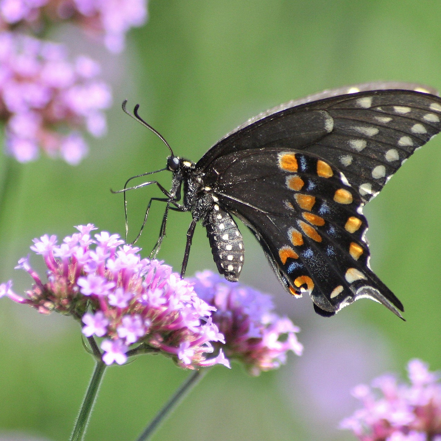 Verbena purpletop small purple flowers with a butterfly on a blurred green background