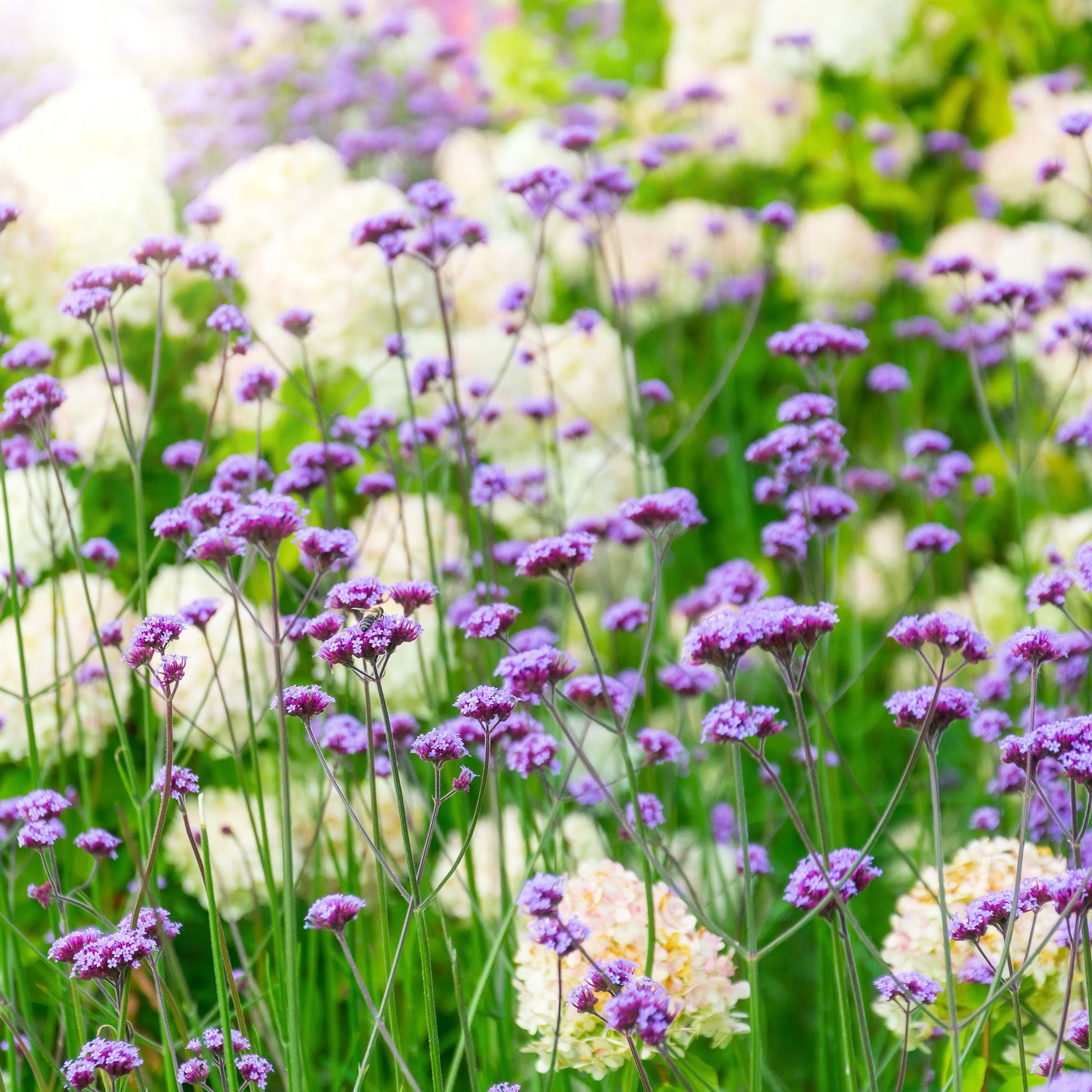 Verbena purpletop purple flowers in a mixed garden with a blurred green background