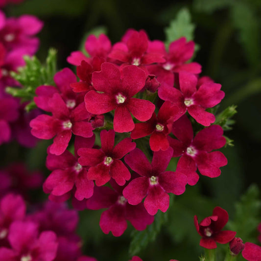 Verbena quartz bordeaux deep red and purple flowers with a green garden background