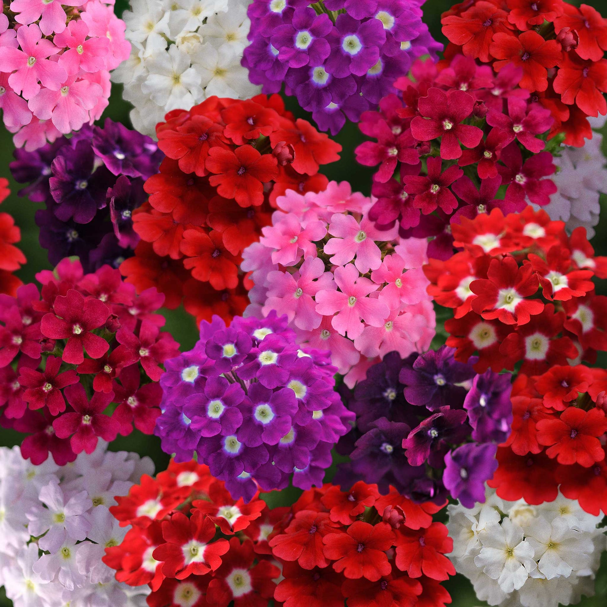 Verbena quartz mix red, purple and pink flowers with a blurred garden background