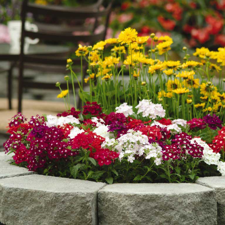 Verbena quartz mix pink, purple and white flowers in a sunny garden background