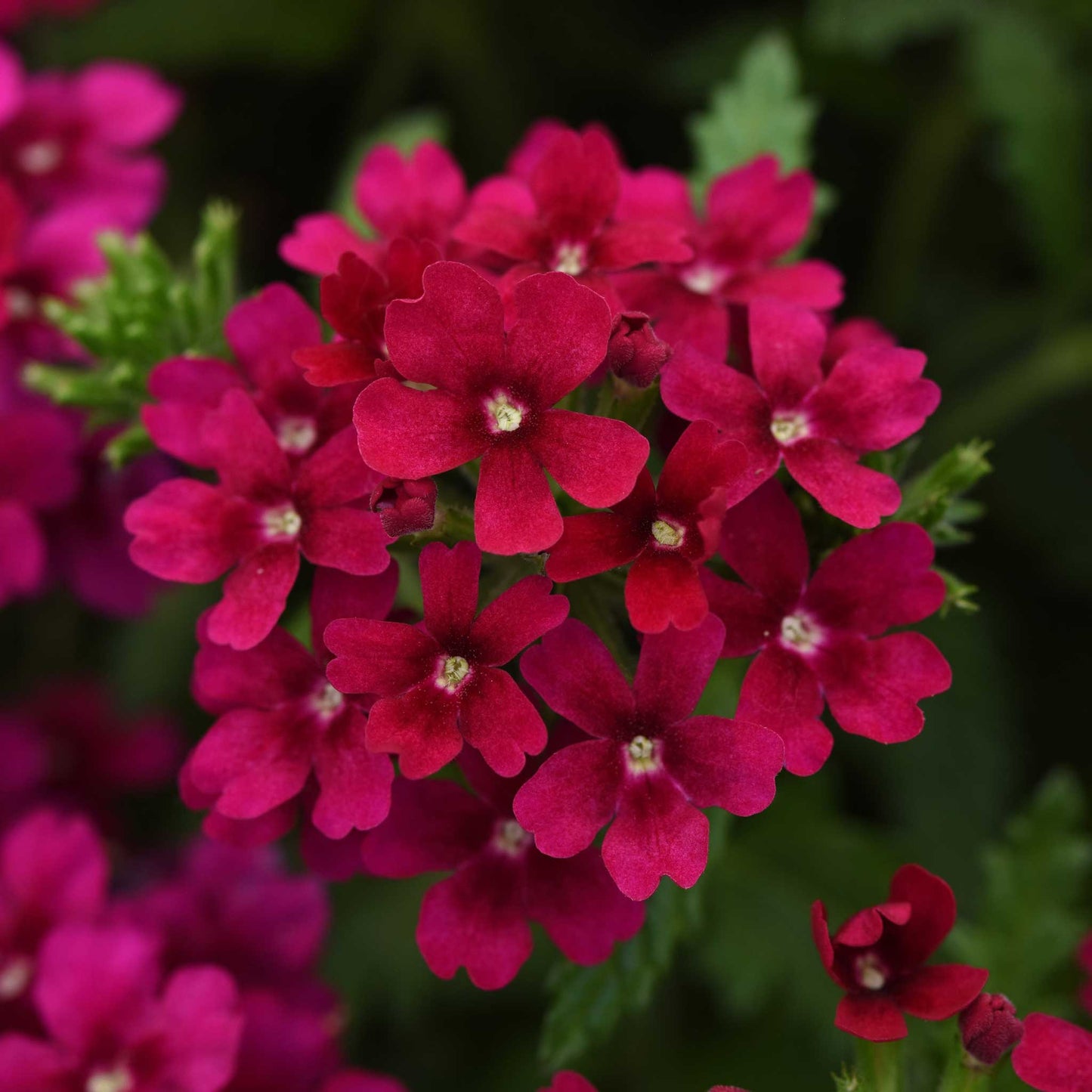 Verbena quartz mix pink, purple and white flowers blooming in a garden background