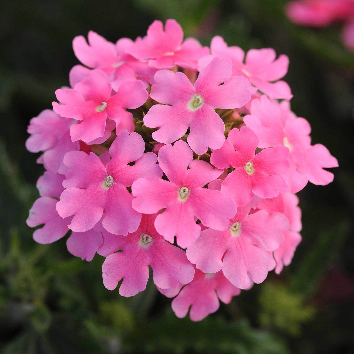 Verbena quartz mix soft pink flowers in close-up with a blurred green background