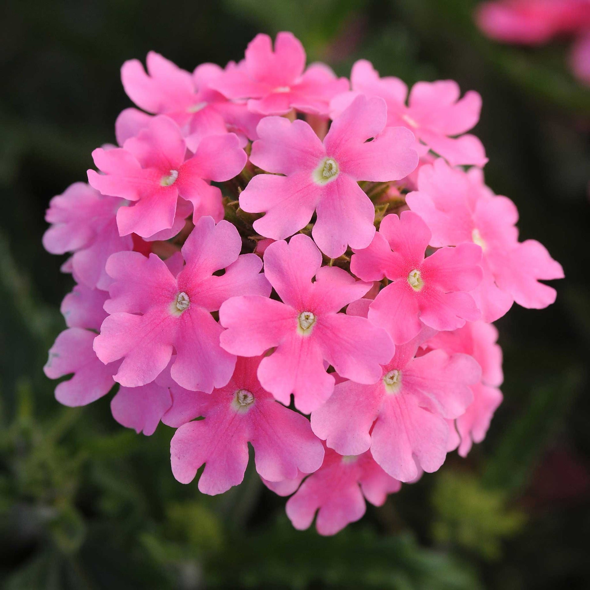 Verbena quartz mix soft pink flowers in close-up with a blurred green background
