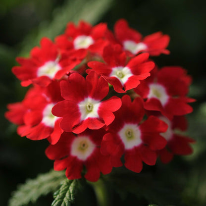 Verbena quartz mix deep red flowers with white centers on a dark background