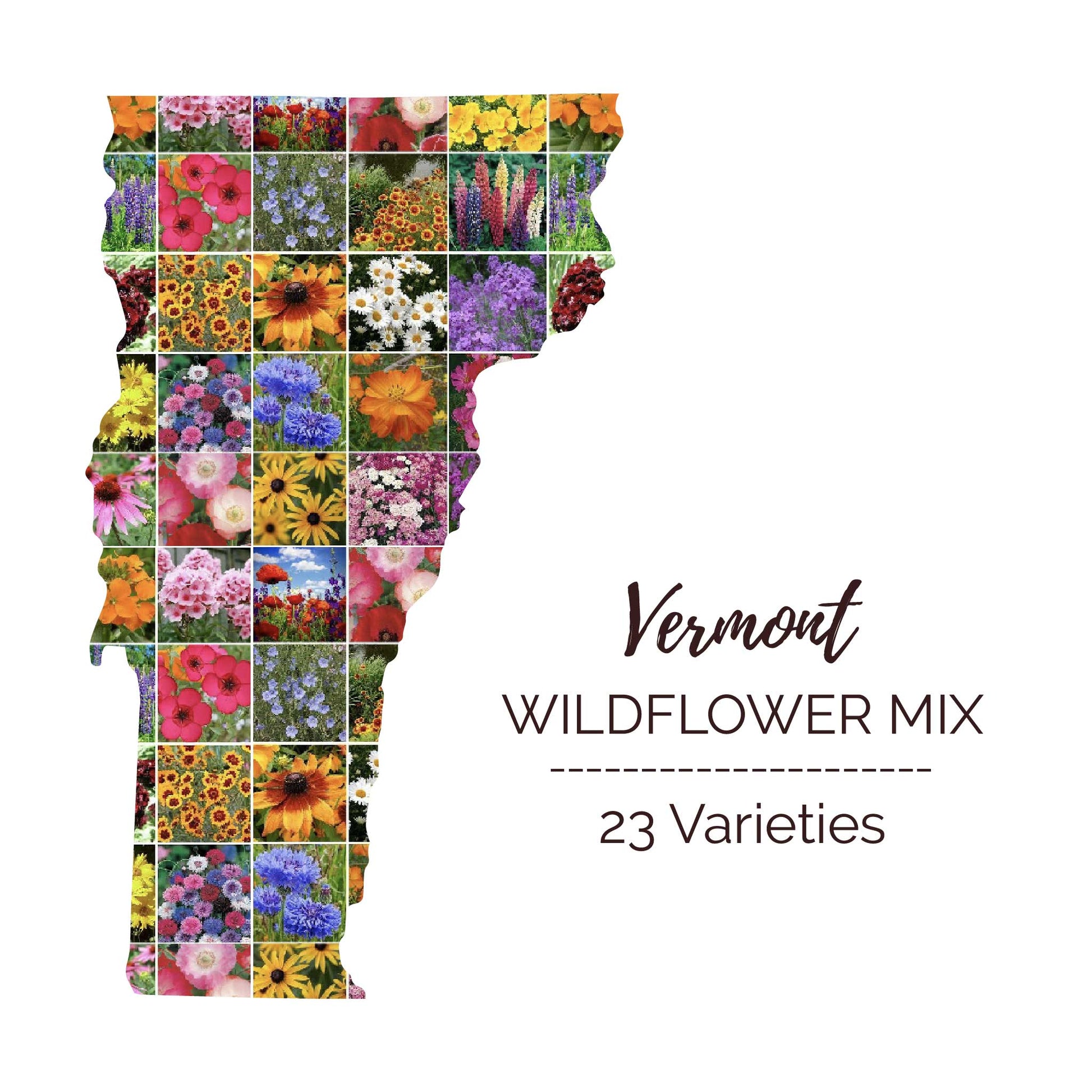 Graphic of the outline of the state for Vermont Wildflower Seed Mix that contains images of the flowers in the mix
