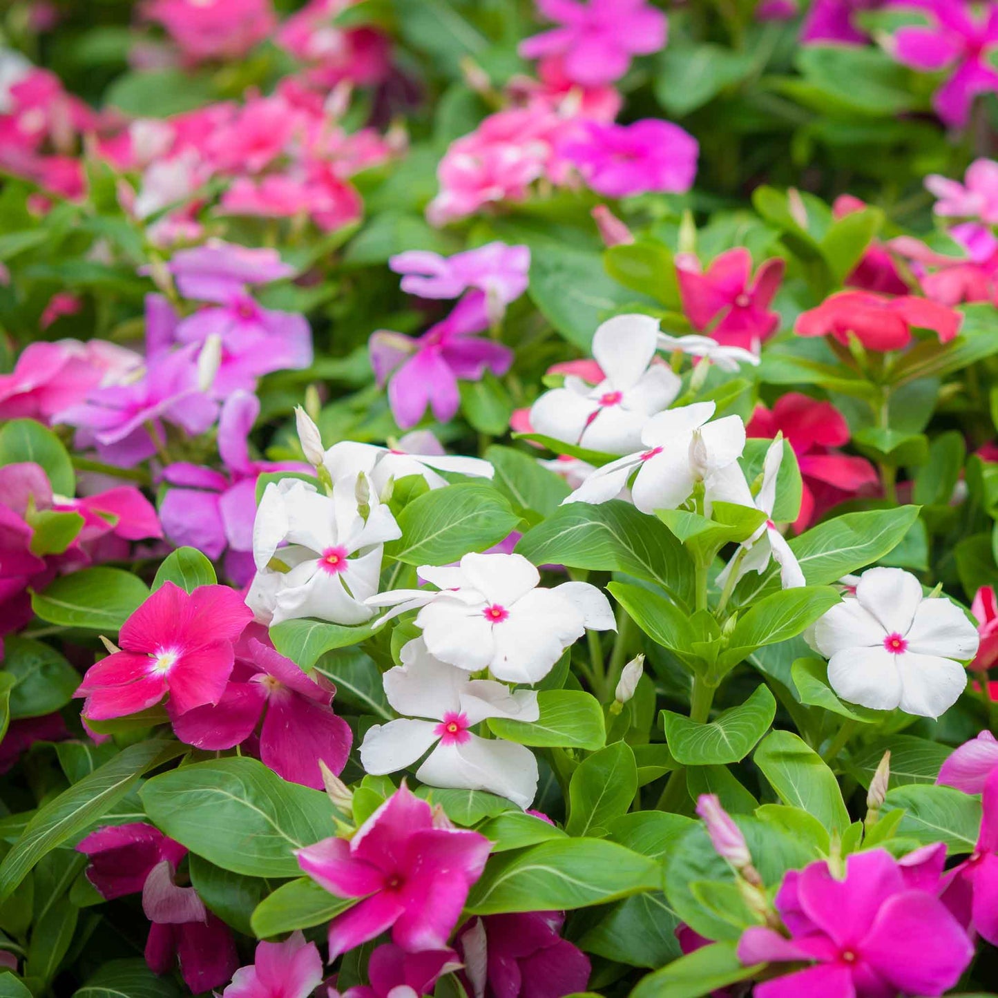 Vinca tall mix pink, white and red flowers with a green leafy background