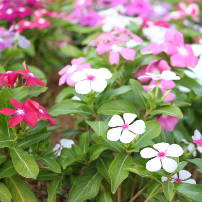 Vinca tall mix vibrant pink and white flowers with a deep green leaf background