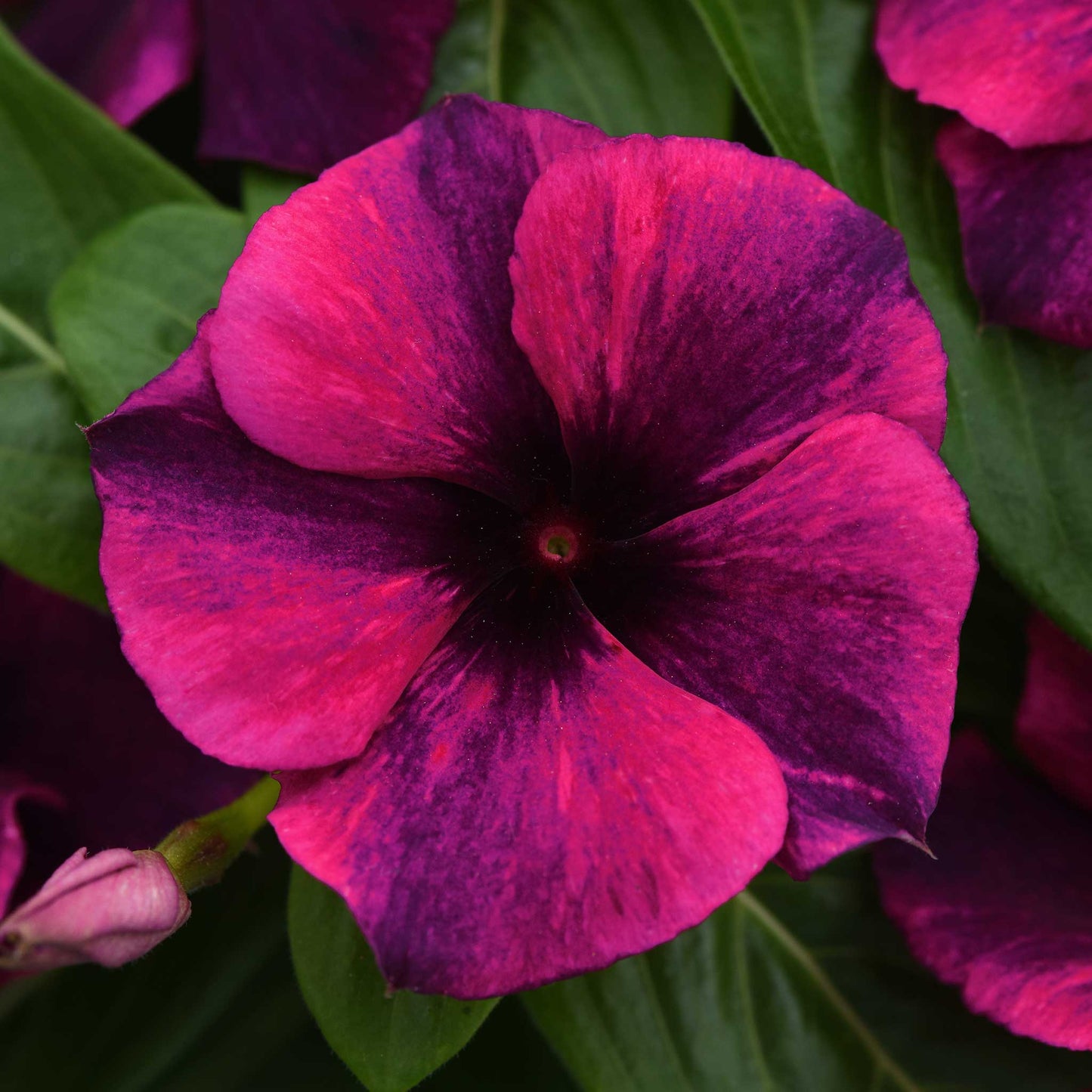 Vinca tattoo black cherry deep purple flower with dark center on a blurred dark background