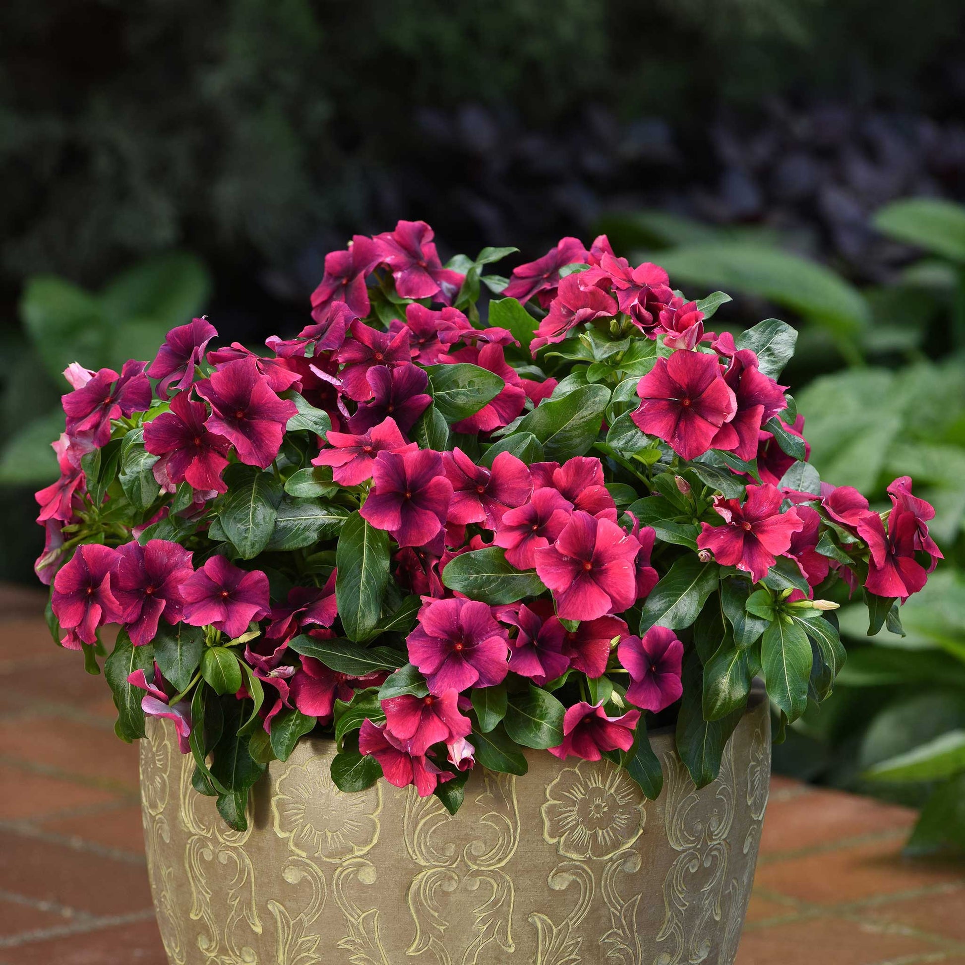 Vinca tattoo black cherry deep red flowers with dark centers in a white pot background