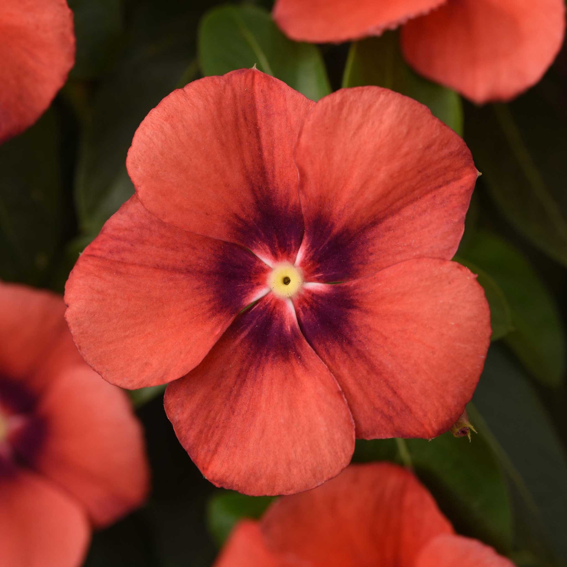 Vinca tattoo tangerine bright orange flower with dark center on a blurred background