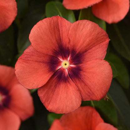 Vinca tattoo tangerine bright orange flower with dark center on a blurred background
