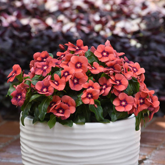 Vinca tattoo tangerine orange flowers in a white pot with a blurred background