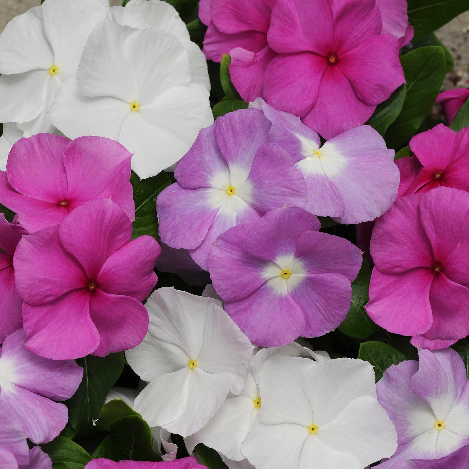 Vinca titan summer breeze mix white, pink and purple flowers with a green leaf background