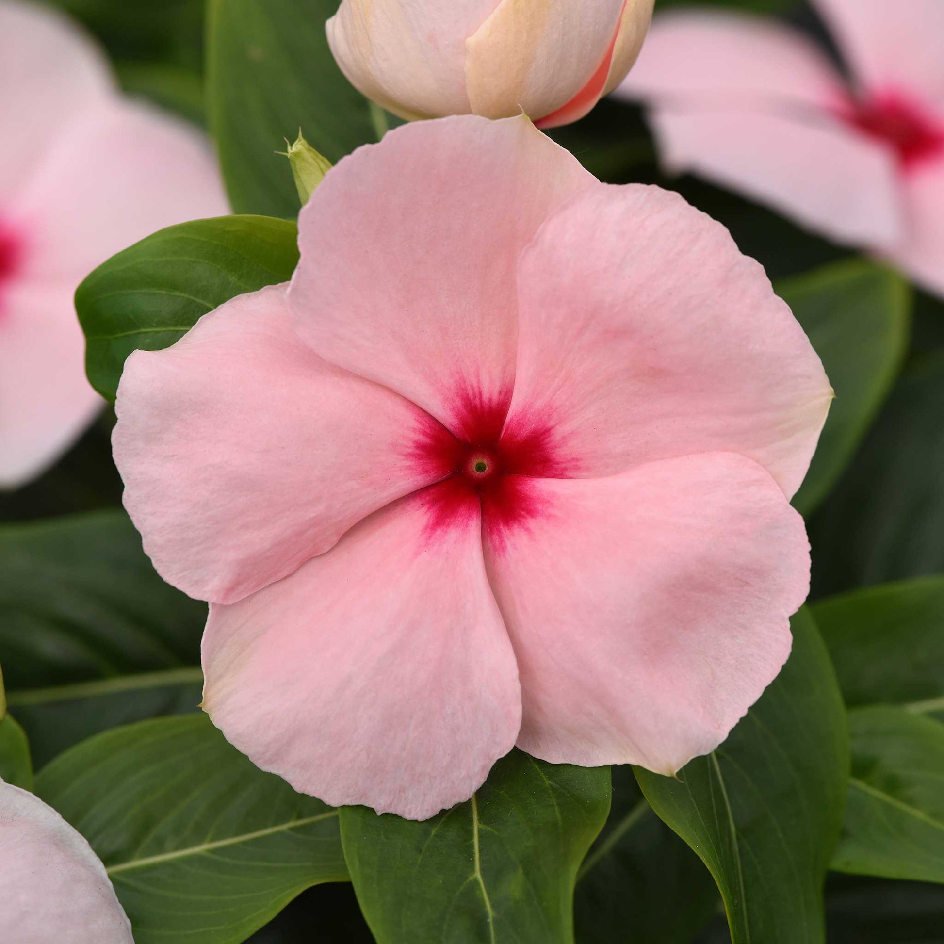 Vinca valiant apricot soft pink flower with red center among green leaves on a blurred background