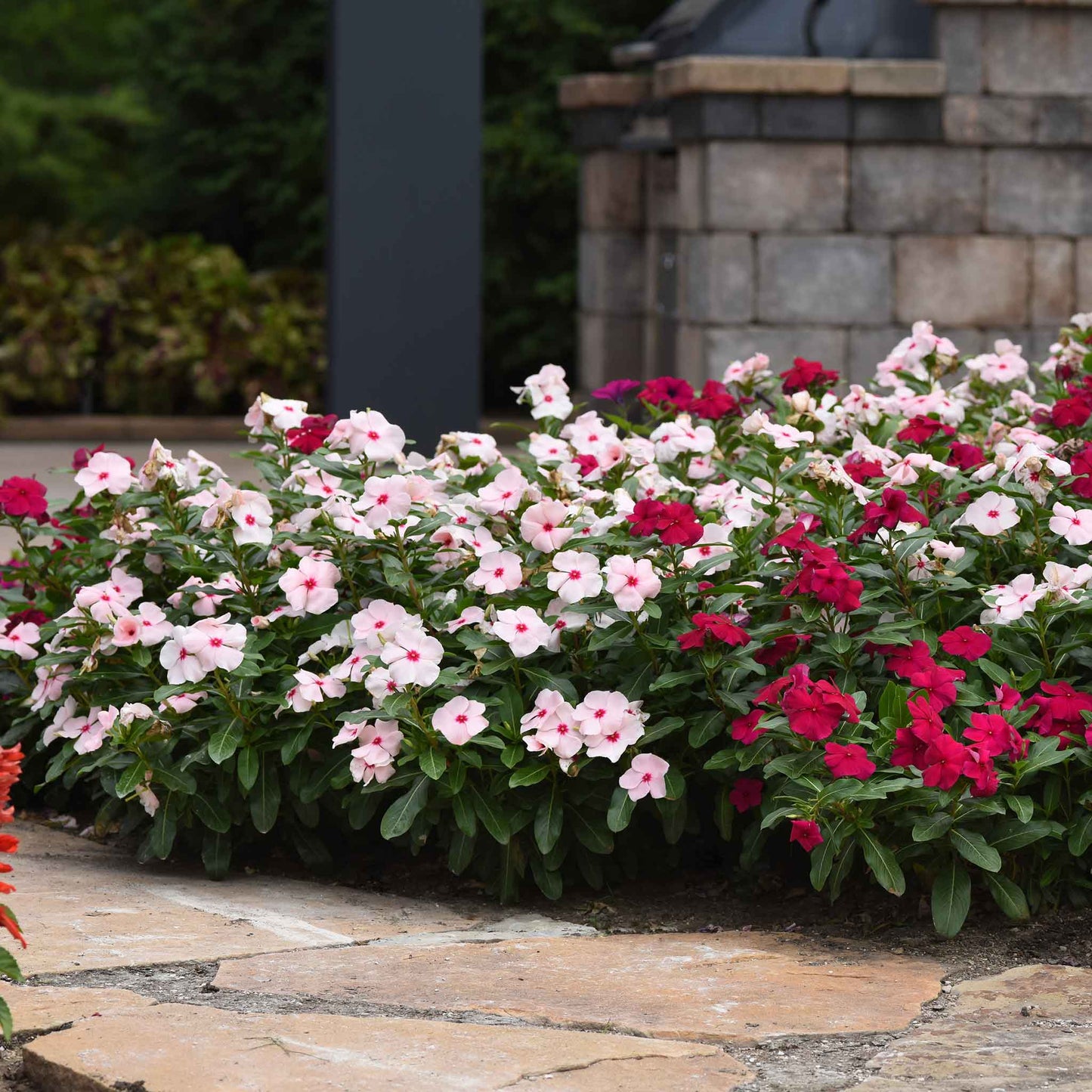 Vinca valiant apricot light peach flowers in a planter with a stone and garden background