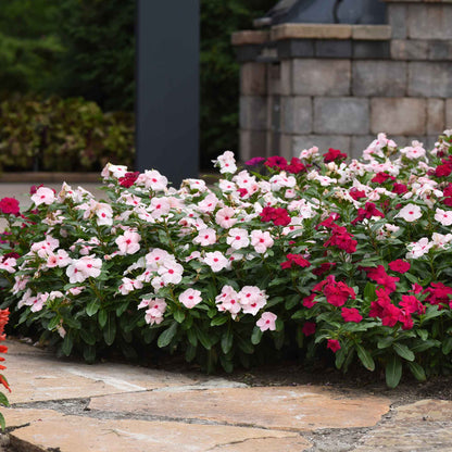 Vinca valiant apricot light peach flowers in a planter with a stone and garden background