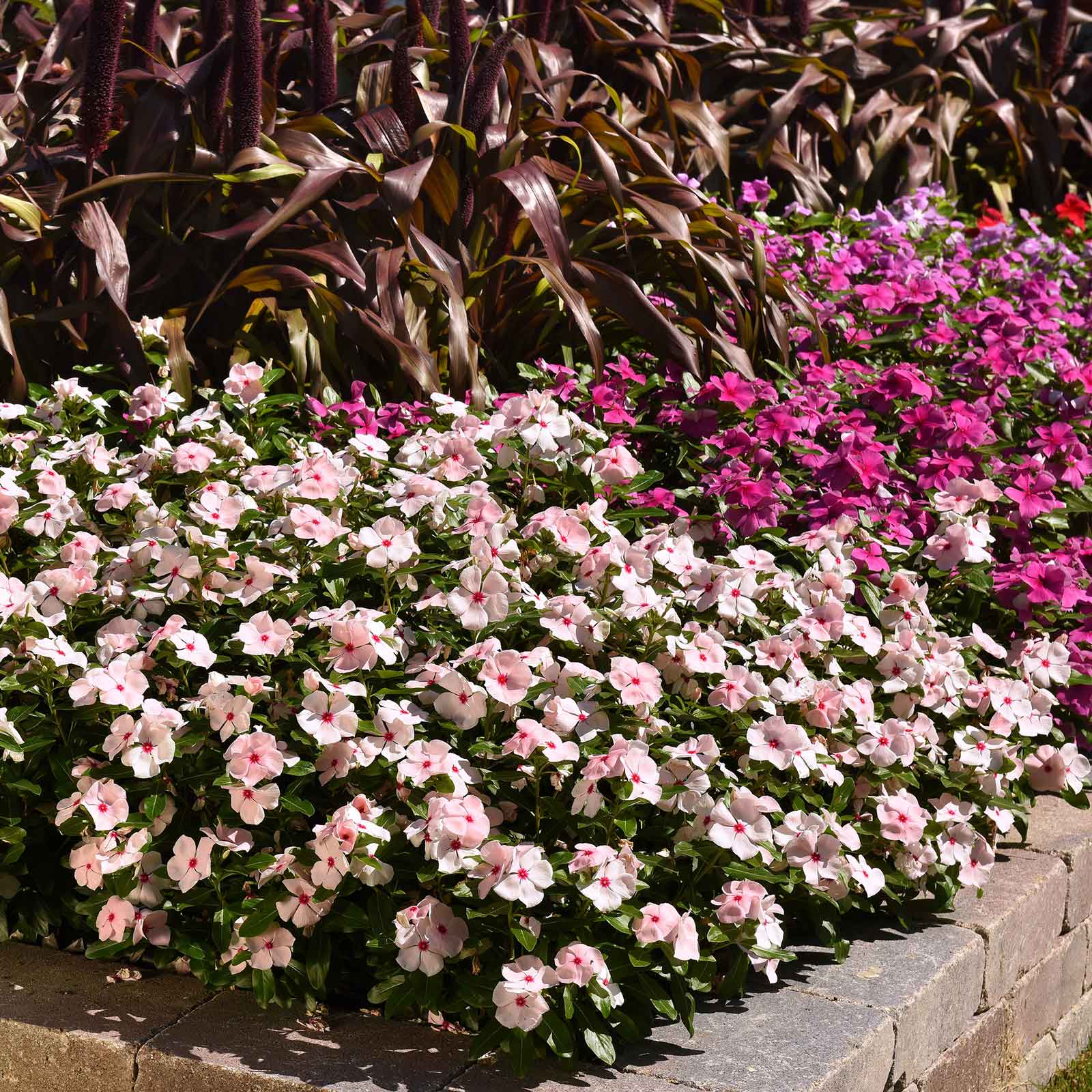Vinca valiant apricot white flower with pink center blooming in a garden background