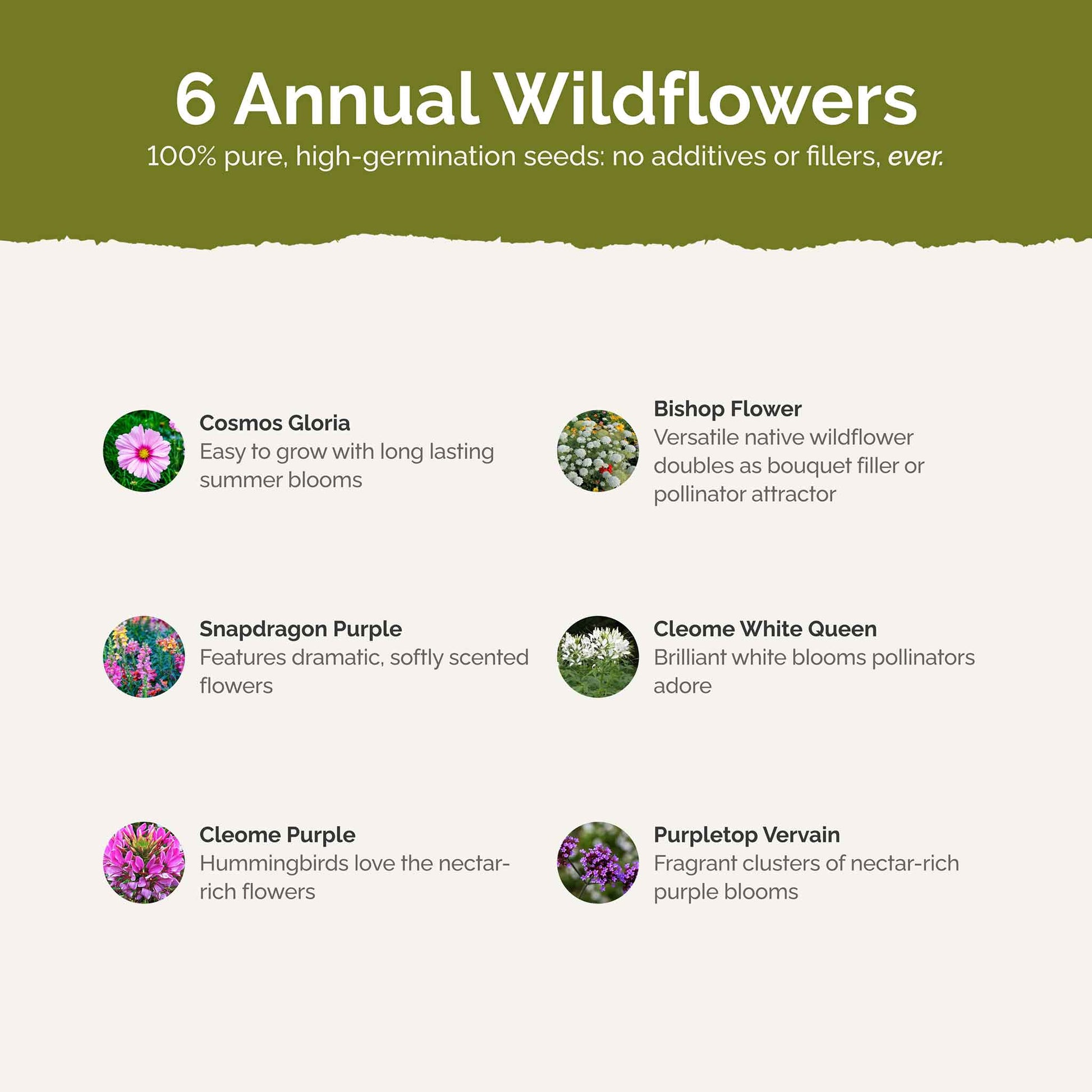List of flower species and seeds included in the Wildflower Seed Mix.