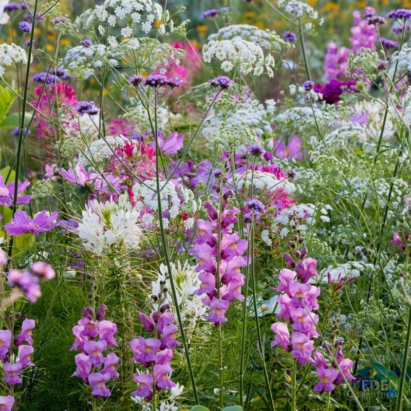 A view of the variety of colors in the Vintage Lace Flower Seed Mix
