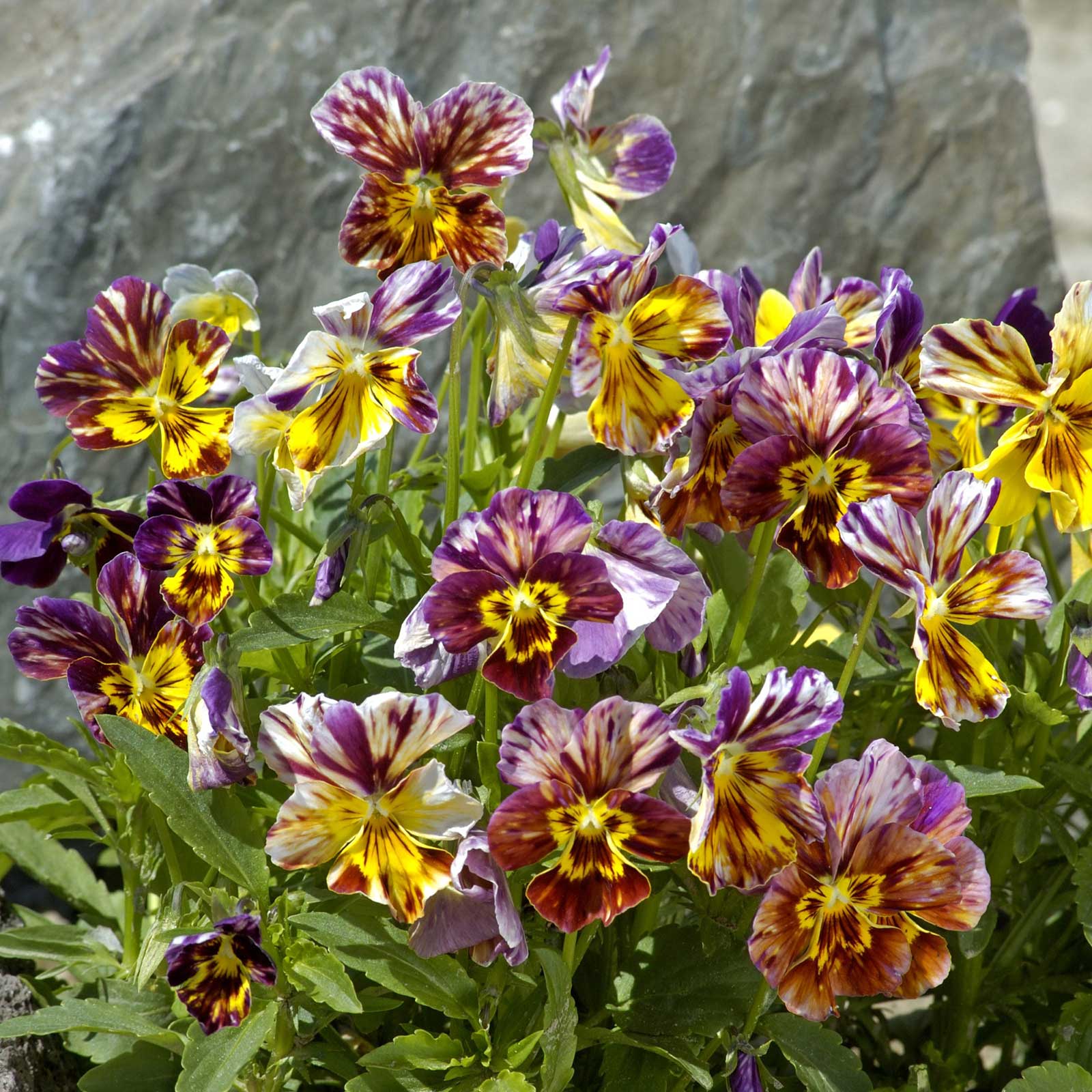 Viola brush strokes purple and yellow streaked bloom with intricate markings on a green backdrop.