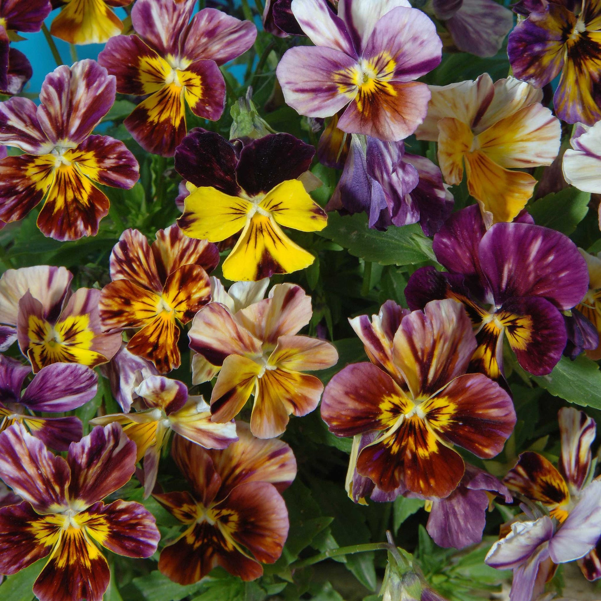Viola brush strokes purple and yellow striped ruffled blooms on a green leafy backdrop.