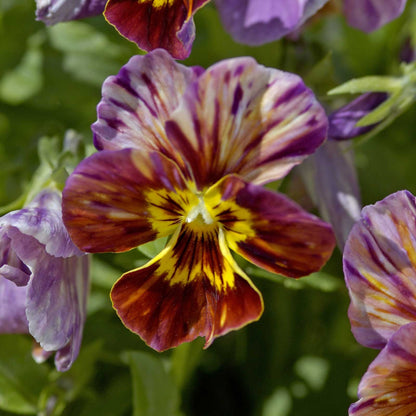 Viola brush strokes purple and yellow ruffled blooms on a blurred green backdrop.