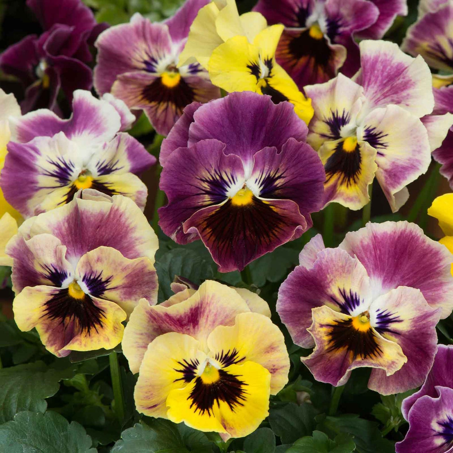 Viola frizzle sizzle mini tapestry purple and yellow ruffled blooms in a garden bed.