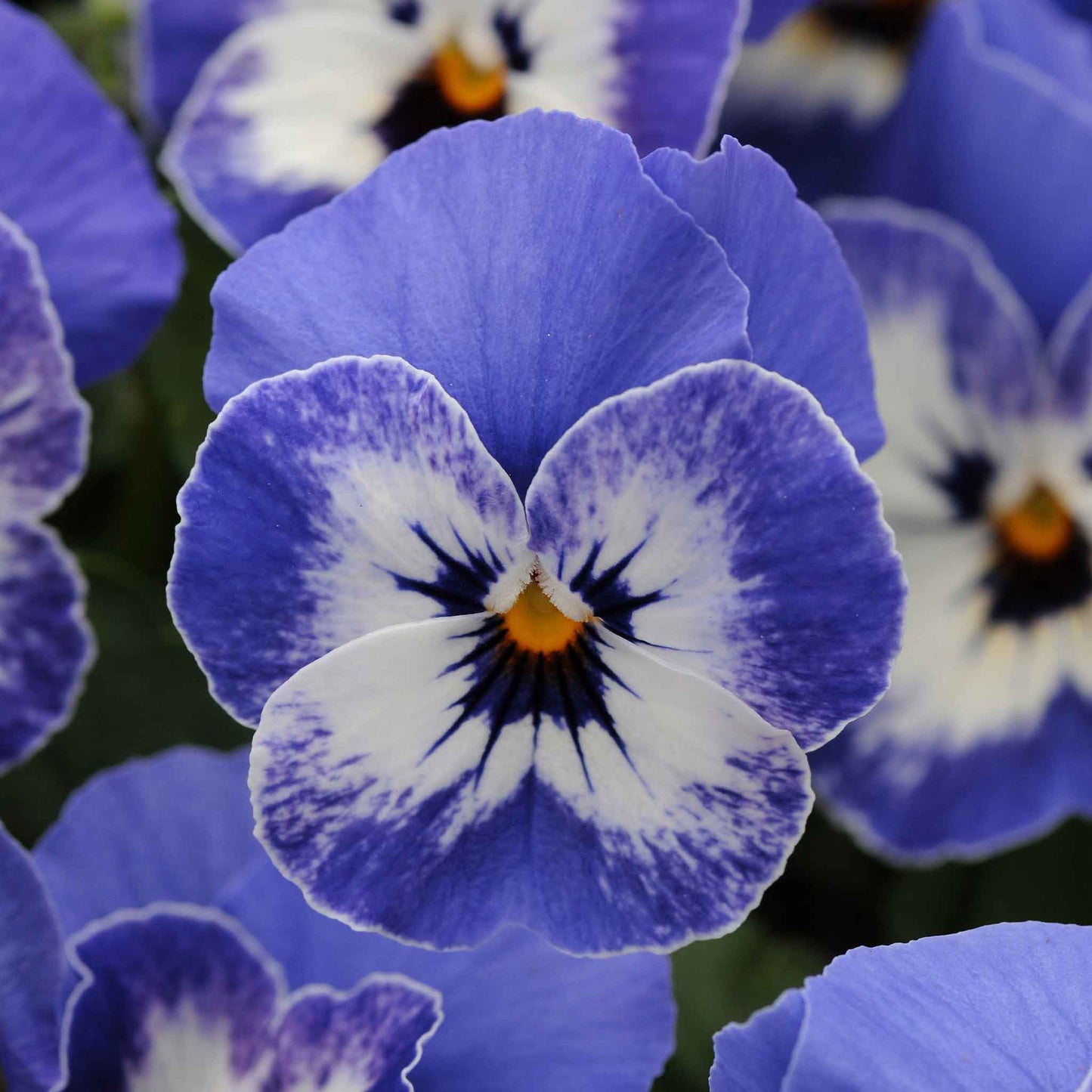 Viola sorbet delft blue purple and blue blooms with yellow centers on a plain backdrop.