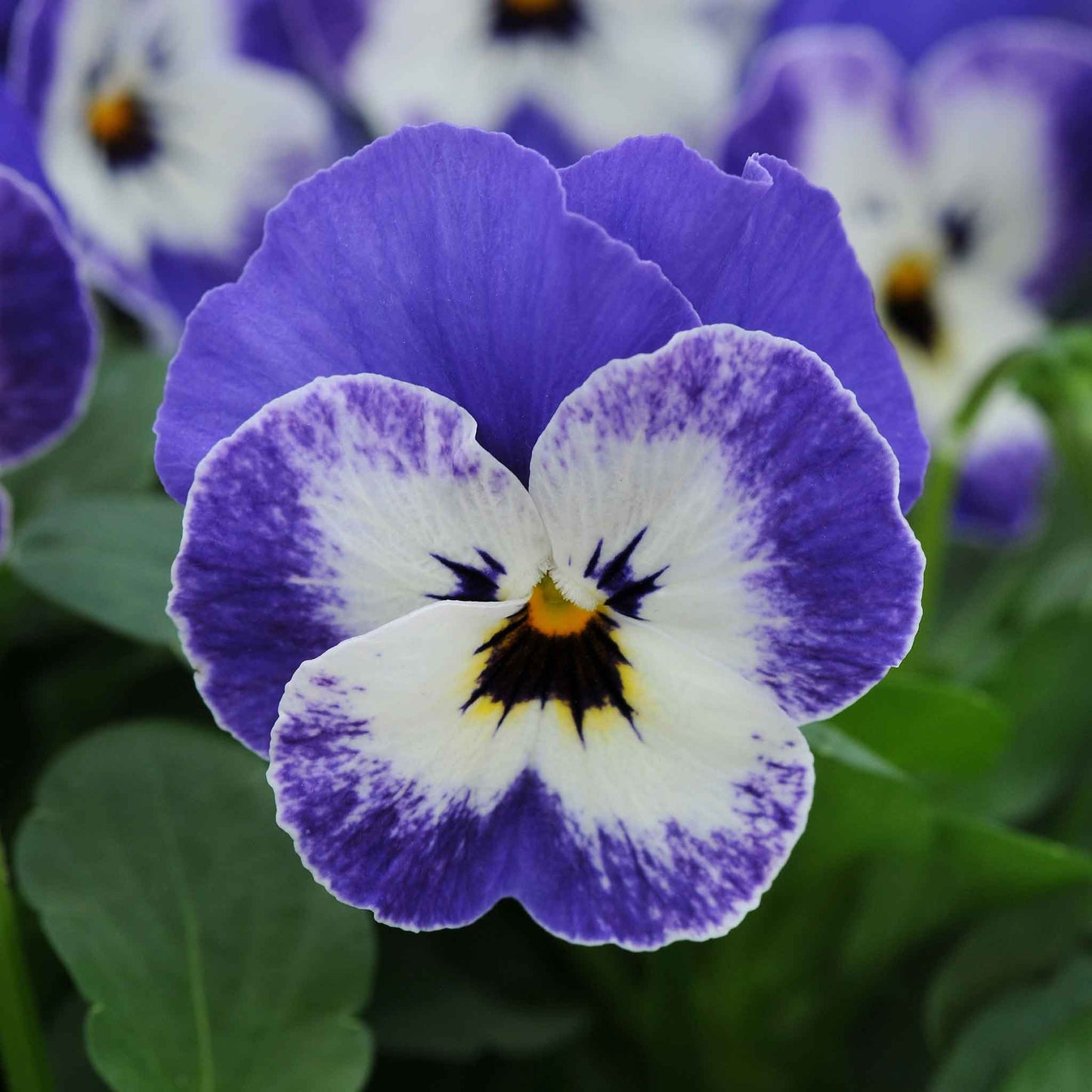 Viola sorbet delft blue single purple bloom with dark center and yellow accents on a green backdrop.