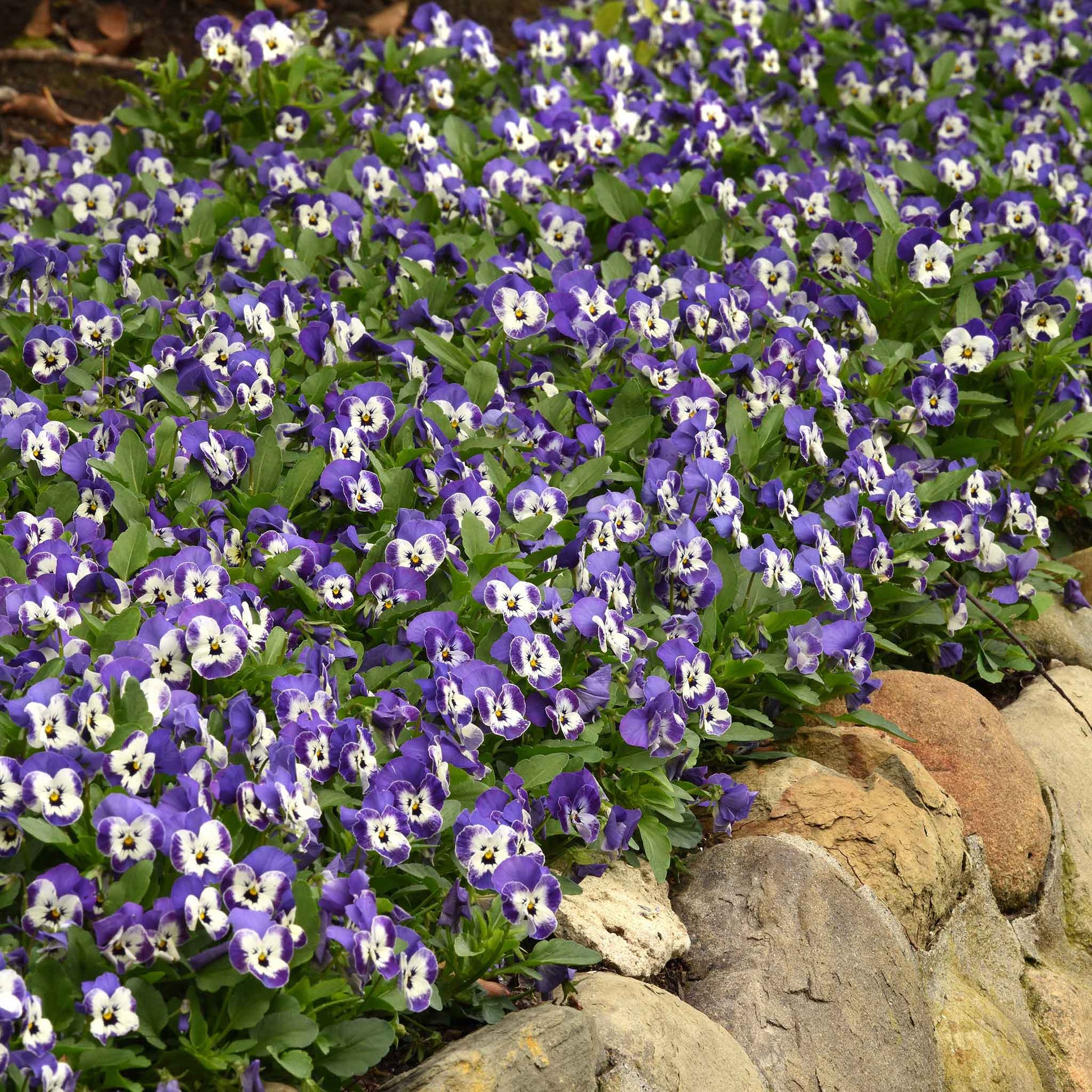 Viola sorbet delft blue vibrant purple bloom with yellow center on a green leafy backdrop.
