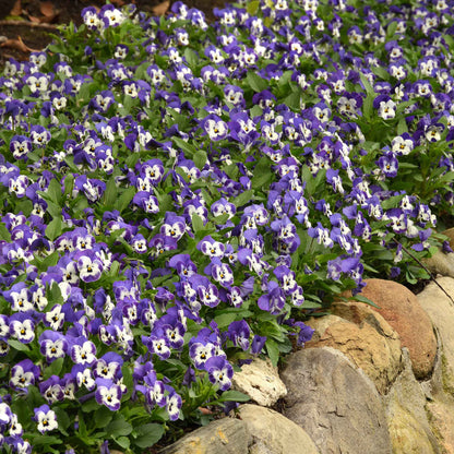 Viola sorbet delft blue vibrant purple bloom with yellow center on a green leafy backdrop.