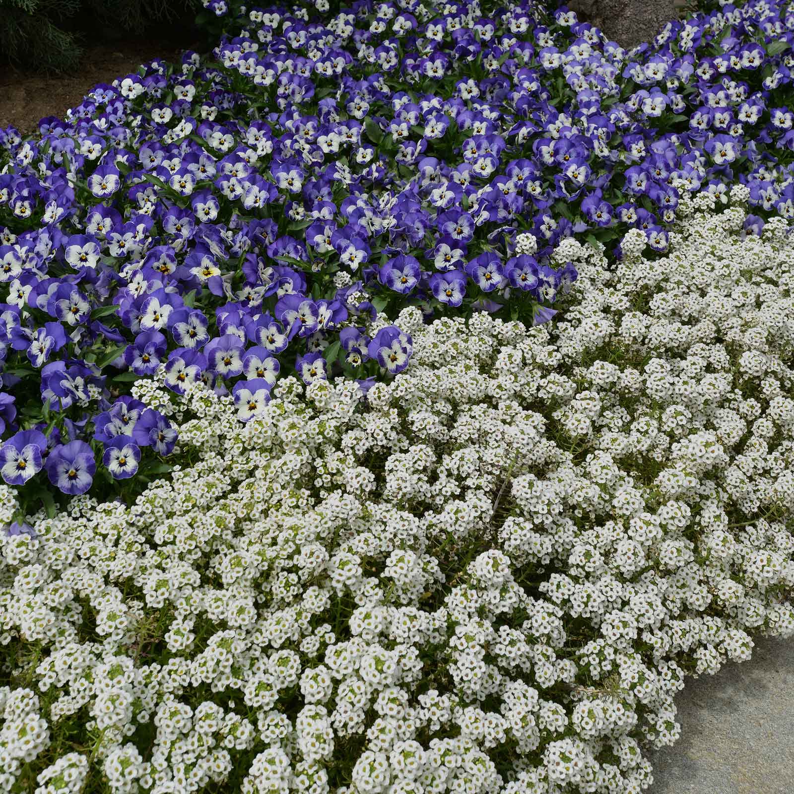 Viola sorbet delft blue purple and white blooms with white foliage in a garden setting.