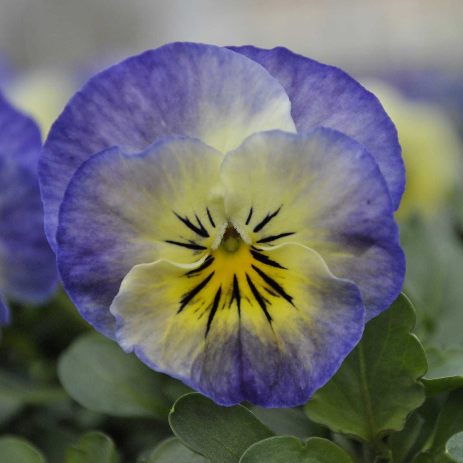 Viola sorbet neptune vibrant purple bloom with dark center on a blurred green backdrop.